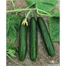 Tohumcumm 200 Adet Tohum Organik İstanbul Çengelköy Salatalık Tohumu Hediye Tohumludur