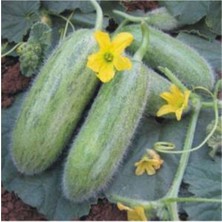 Tohumcumm 75 Adet Tohum Lezzetli Salatalık Tüylü Organik Badem Tüylü Salatalık Hobi Bahçe Balkon Salatalığı To