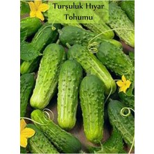 Tohumcumm 100 Adet Tohum Nadir Saksılık Kornişon Badem Salatalık Tohumu Hobi Tohum Saksı Topraklı