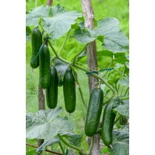 Tohumcumm 100 Adet Tohum Köy Salatalık Nadir Erkenci Bol Verim Sırık Salatalık Tohumu Sürpriz Hediye Tohum