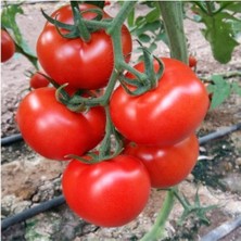 Tohumcumm 200 Adet Tohum Erkenci İri Domates Tohumu Sürpriz Hediye Tohum Büyük Domates Sürpriz Hediye Tohumlu