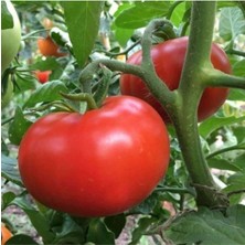 Tohumcumm 50 Adet Tohum Erkenci İri Domates Tohumu Sürpriz Hediye Tohum Büyük Domates Sürpriz Hediye Tohumlu