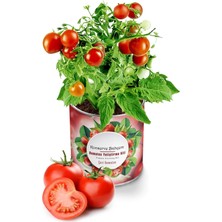 Tohumcumm 20 Adet Tohum Nadir Saksılık Pinpon Domates Tohumu Yeni Mahsul Domates Tohumu Saksı Toprak Hediye