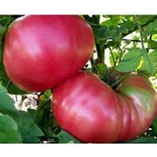 Tohumcumm 100 Adet Tohum Nadir İnce Kabuklu Pembe Köy Domatesi Tohumu Hediye Tohumlu