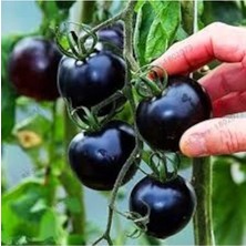 Tohumcumm 10 Adet Tohum Nadir Organik Doğal Siyah Çeri Domates Tohumu Hediye Tohumlu