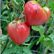 Tohumcumm 50 Adet Tohum Nadir Dana Yüreği Köy Domatesi Tohumu Yayla Domatesi Tohum