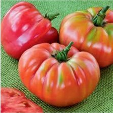 Tohumcumm 100 Adet Tohum Organik Köy Tohumu İri Domates Tohumları Kaliteli Organik Tohum Domates Hediye Tohuml