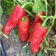 Tohumcumm 100 Adet Tohum Kırmızı Acı Fil Bayıltan Tayland Asya Biberi Tohumu Sürpriz Hediye Tohumlu