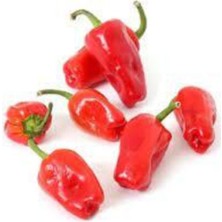 Tohumcumm 35 Adet Tohum Çok Acı Urfa Isot Biberi Tohumu Biber Tohumu Saksı Toprak Süpriz Hediye Tohum