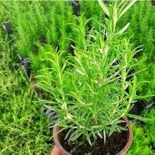 Tohumcumm 100 Adet Tohum Nadir Hobi Balkon Biberye Biberiye Taze Hasat Tohum Doğal