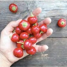 Tohumcumm 100 Adet Tohum Nadir Kırmızı Kiraz Acı Biber Tohumu Yeni Hasat