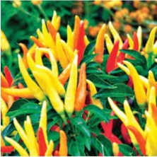 Tohumcumm 150 Adet Tohum Nadir Sarı Yemelik Turşuluk Süs Biberi Tohumu Yeni Mahsul