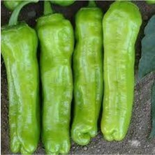 Tohumcumm 50 Adet Tohum Organik Tatlı Köy Biberi Mazamat Biberi Biber Tohumu Saksı Toprak Hediye