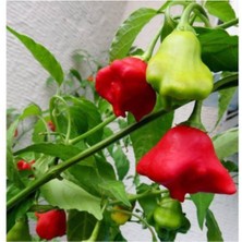 Tohumcumm Süper Paket Acı Süs Gül Biberi Tohumu Gül Biber Tohumu 85 Adet Tohum