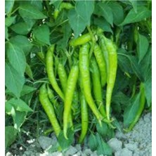 Tohumcumm 30 Adet Tohum Süper Paket Sivri Acı Demre Biber Tohumu Biber Tohumu Sürpriz Hediye Tohumludur