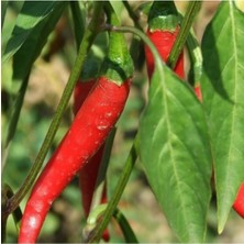 Tohumcumm 50 Adet Tohum Organik  Acı Samandağ Biberi Tohumu Sürpriz Hediye Sebze Tohumludur