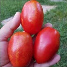 Tohumcumm 50 Adet Tohum Nadir Kırmızı Benekli Ampul Domates Tohum Saksı Topraklıdır