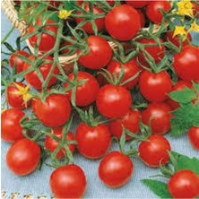 Tohumcumm 15 Adet Tohum Nadir İthal Pinpon Domates Tohumu Ata Tohum Sürpriz Hediye Tohum