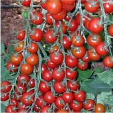 Tohumcumm Çeri Domates Tohumu Minik Domates Tohumu 10 Tohum + Saksı + Toprak