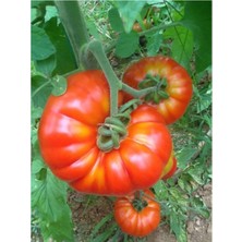 Tohumcumm Tohum  Köy Domatesi Tohumu Yerli Köy Domates Tohumu 20 Adet