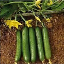 Tohumcumm 15 Adet Tohum Yerli Erkenci Badem Salatalık Tohumu Saksı Toprak Sürpriz Hediye Tohum