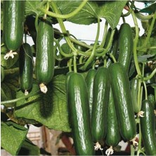 Tohumcumm 100 Adet Tohum Nadir İtalyan Sırık Uzun Salatalık Tohumu Yeni Hasat