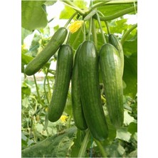 Tohumcumm 50 Adet Tohum Köy Salatalık Nadir Erkenci Bol Verim Sırık Salatalık Tohumu Sürpriz Hediye Tohum