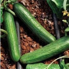 Tohumcumm 75 Adet Tohum Badem Salatalık Köy Salatalığı Tohumu Yerli Tohum Bol Verimli Sürpriz Hediye Tohum