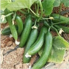 Tohumcumm 10 Adet Tohum Badem Salatalık Köy Salatalığı Tohumu Yerli Tohum Bol Verimli Sürpriz Hediye Tohum