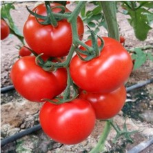 Tohumcumm Erkenci İri Domates Tohumu Erkenci Domates Tohumu 15 Adet Tohum