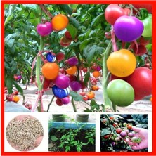 Tohumcumm Gökkuşağı Cherry Domates Tohumu Regarenk Domates Tohumu 10 Adet Tohum