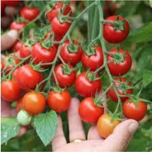 Tohumcumm 50 Adet Tohum Nadir Çeri Domatesi Tohumu  Ata Tohum Çeri Minik Domates