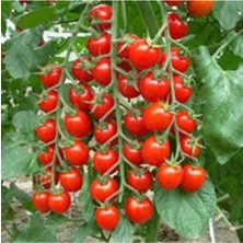 Tohumcumm 30 Adet Tohum Süper Paket Cherry Domates Tohumu Saksılık Süpriz Hediye Tohumludur