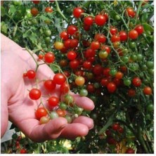 Tohumcumm Nadir İthal Cherry Minik Bezelye Domates Tohumu 10 Adet