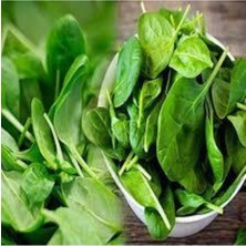 Tohumcumm 50 Adet Tohum Yerli Ispanak Tohumu Sürpriz Hediye Tohum Yeşil Ispanak Tohumludur