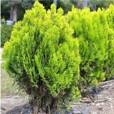 Tohumcumm 100 Adet Tohum Organik Bahçe Villa Kurtbağrı Sarmaşık Tohumu Hediye Tohumlu