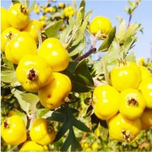 Tohumcumm 5 Adet Tohum Organik Bahçe Yabani Dağ Sarı Alıç Tohumu Organik Hobi Bahçe Alıç Sarı Alıç