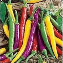 Tohumcumm 20 Adet Tohum Rengarenk Ceyenne Acı Biber Tohumu Sürpriz Hediye Sebze Tohumludur