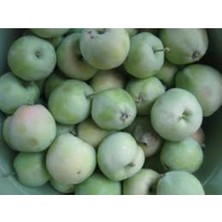 Tohumcumm 5 Adet Tohum Nadir Niğde Tatlı Yaz Elması Elma Tohumu Organik Tohum