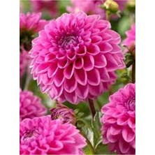 Tohumcumm 50 Adet Tohum Nadir Yıldız Çiçeği Tohumu Organik Balkon Çiçeği Hediye Tohumlu