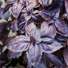 Tohumcumm 30 Adet Tohum Geniş Yaprak Mis Kokulu Mor Reyhan Tohumu Reyhan Saksı Toprak Sürpriz Hediye Tohumlu