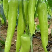 Tohumcumm 25 Adet Tohum Eleneksel Tatlı Çarliston Biber Tohumu Süpriz Hediye Sebze Tohumu