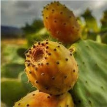 Tohumcumm 15 Adet Tohum Nadir Dikenli Hint İncir Tohumu Organik Hint İncir Tohumu Saksı Toprak Hediye