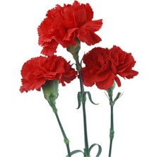 Tohumcumm 30 Adet Tohum Nadir Kırmızı Bahçe Karanfili Tohumu Organik Saksılık Karanfil Saksı Toprak Hediye