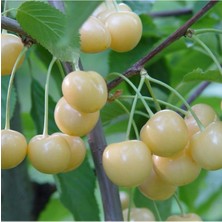 Tohumcumm 5 Adet Tohum Nadir Sarı Köy Kirazı Tohumu Organik Bahçe Tohumu  Kiraz Tohumu Saksı Toprak