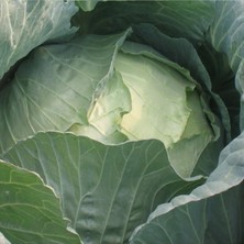 Tohumcumm 100 Adet Tohum Organik Hobi Bahçe Yalova Beyaz Lahana Tohumu Saksı Toprak