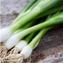 Tohumcumm 50 Adet Tohum Organik  Taze Firik Acısız Yeşil Saksı Toprak Hediyemizdir