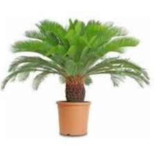 Tohumcumm 1 Adet Tohum Nadir Bulunan Skas Palmiye Ağacı Tohumu Sikas Ağacı Tohumu Cycas Japon Palmiye Ağacı