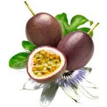 Tohumcumm 15 Adet Tohum Organik Hobi Bahçe Tutku Meyvesi Tohumu Saksı Toprak Hediyeli