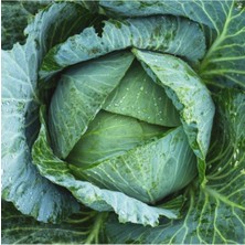 Tohumcumm 100 Adet Tohum Yerli Karadeniz Lahana Tohumu Kara Lahana Tohumu Sürpriz Hediye Tohumludur